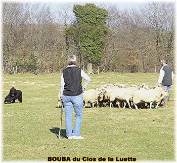 le bouvier des flandres et les moutons - Elevage du CLOS DE LA LUETTE - COPYRIGHT DEPOSE